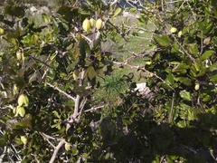 Clematis cirrhosa