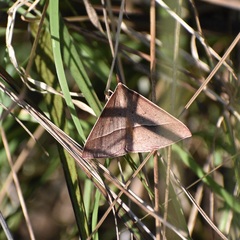 Epidesmia chilonaria
