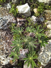 Lupinus pilosus
