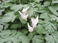 Dicentra cucullaria