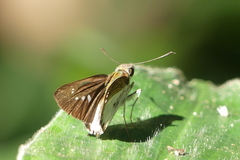 Iton semamora