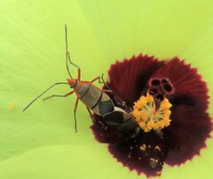 Dysdercus nigrofasciatus