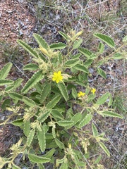 Corchorus kirkii
