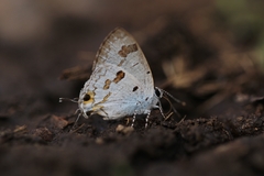 Hypolycaena othona