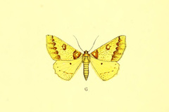 Opisthograptis sulphurea