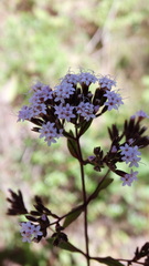 Stevia lucida bipontini
