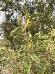 Corchorus kirkii
