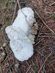 Hypomyces chrysospermus
