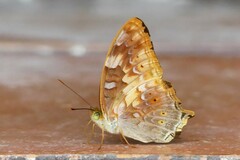 Vagrans sinha