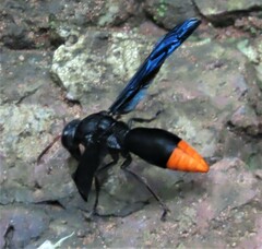 Synagris analis