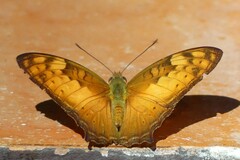 Vagrans sinha