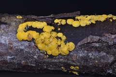 Calycina confluens