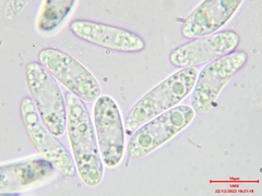 Calycina confluens