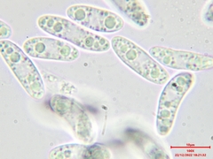 Calycina confluens