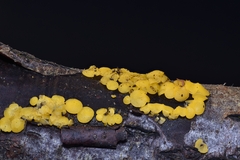 Calycina confluens