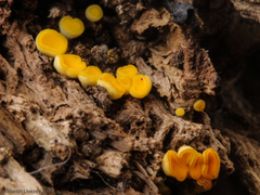 Bispora