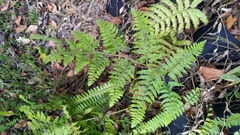 Microlepia speluncae