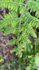 Microlepia speluncae