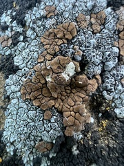 Endocarpon pallidulum