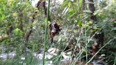 Neoscona menghaiensis