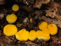 Bispora