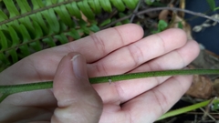 Microlepia speluncae