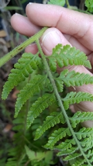 Microlepia speluncae