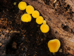 Bispora