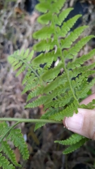 Microlepia speluncae