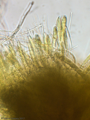 Bispora