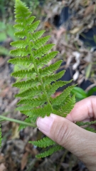 Microlepia speluncae