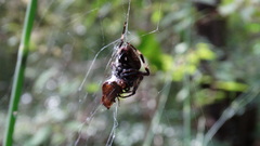 Neoscona menghaiensis