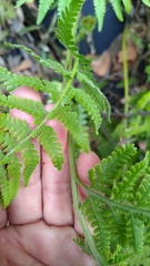 Microlepia speluncae