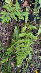 Microlepia speluncae