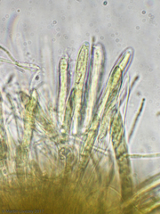 Bispora