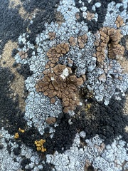 Endocarpon pallidulum