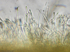 Bispora