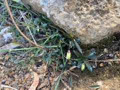 Billardiera macrantha