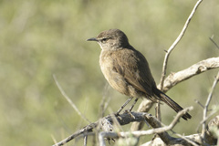 Cercotrichas coryphoeus