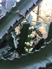 Euphorbia antiquorum