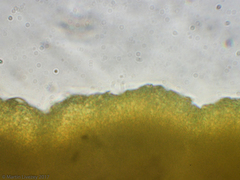 Bispora