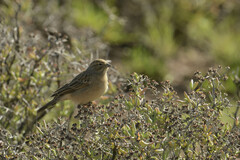 Emberiza impetuani
