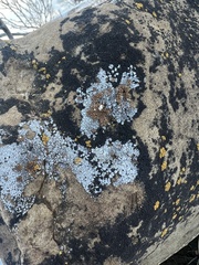 Endocarpon pallidulum