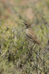 Certhilauda subcoronata