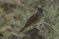 Certhilauda subcoronata