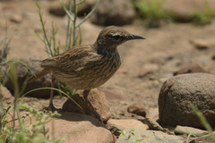 Certhilauda subcoronata