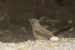 Cercotrichas coryphoeus