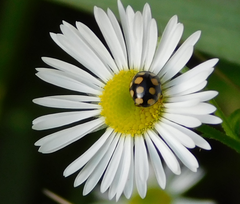 Coccinula quatuordecimpustulata