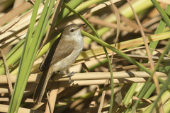 Acrocephalus gracilirostris