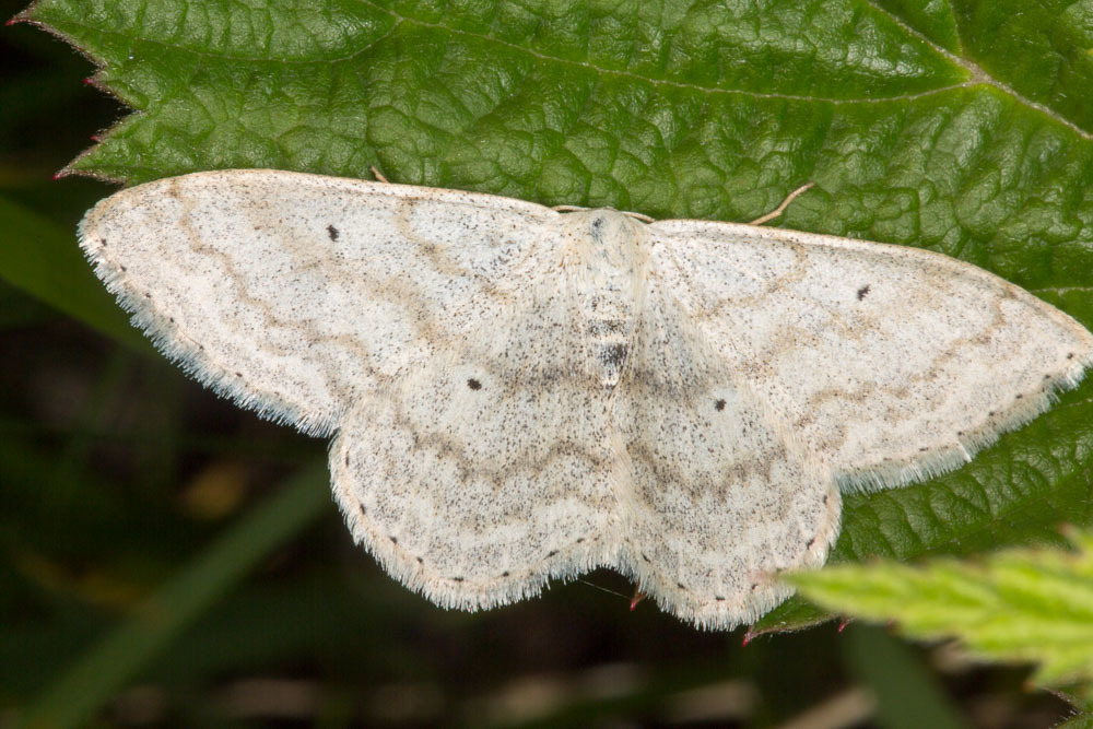 Scopula incanata